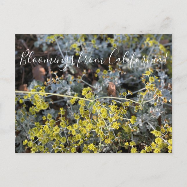 Postal Bloomings de California: Excelente amarillo (Anverso)