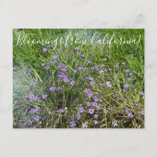 Postal Bloomings de California: hierba de ojos azules