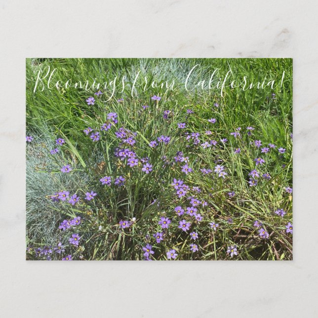 Postal Bloomings de California: hierba de ojos azules (Anverso)
