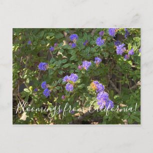 Postal Bloomings de California: Mountain Lilac