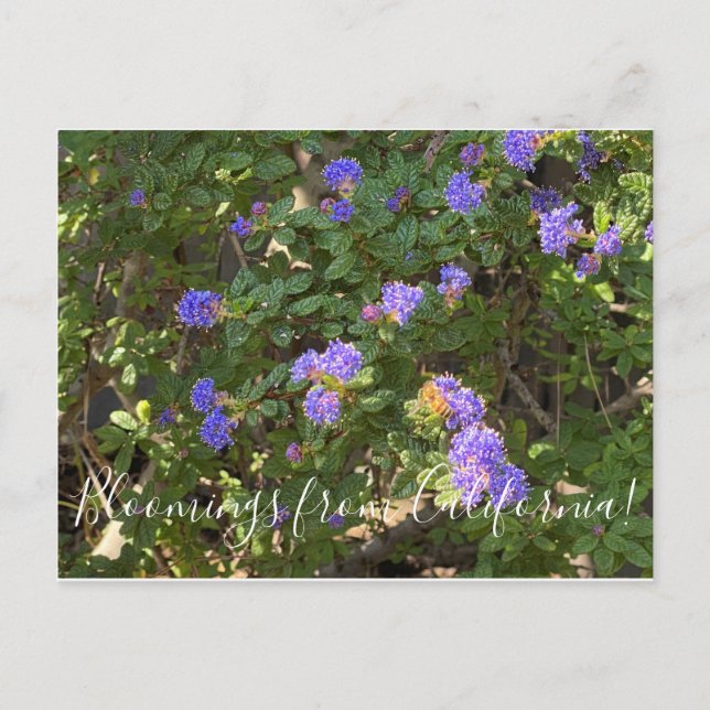 Postal Bloomings de California: Mountain Lilac (Anverso)