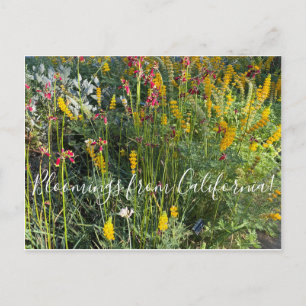 Postal Bloomings de California: Native Meadow