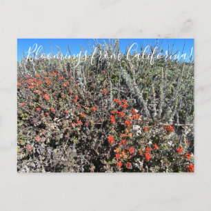 Postal Bloomings de California: Pincel de Monterey