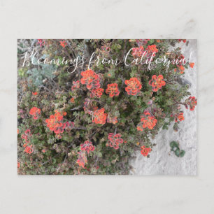 Postal Bloomings de California: Pincel de Monterey