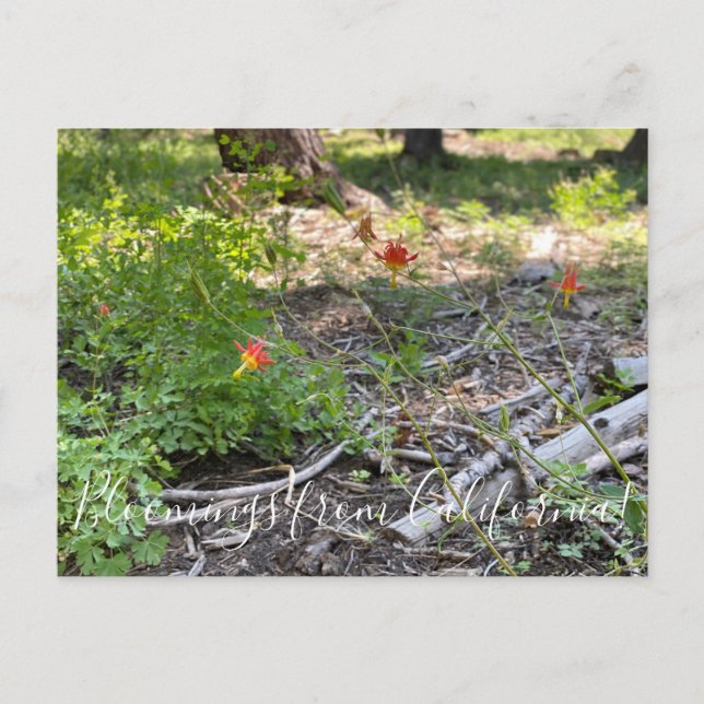 Postal Bloomings de California: Red Columbine (Anverso)
