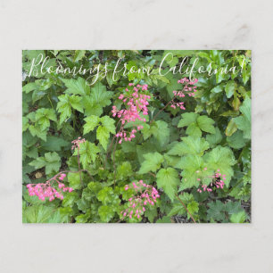 Postal Bloomings de California: Rosada Alumroot