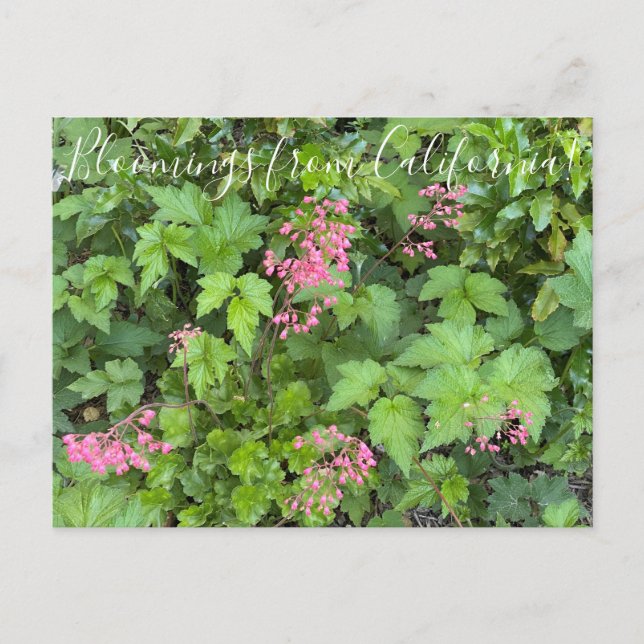 Postal Bloomings de California: Rosada Alumroot (Anverso)