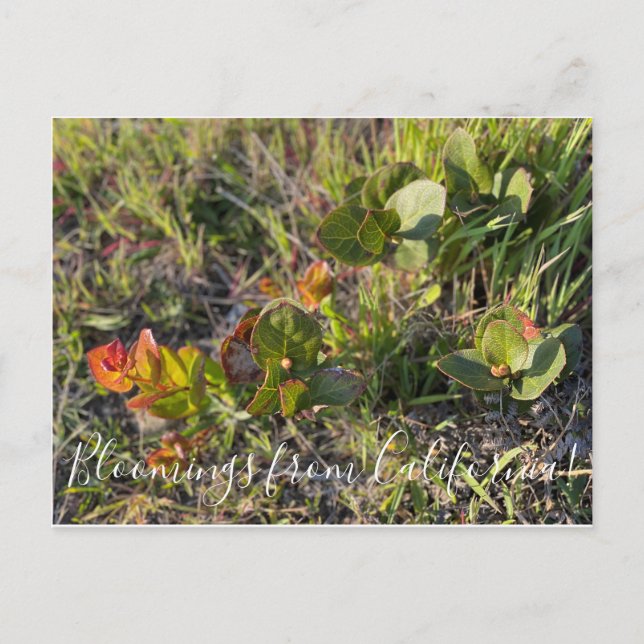 Postal ¡Bloomings de California!: Salario (Anverso)