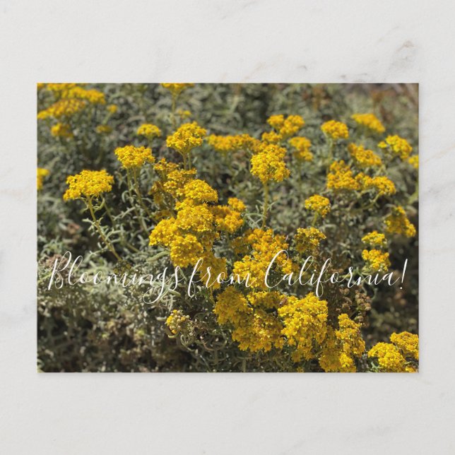 Postal Bloomings de California: Sunflower costero (Anverso)