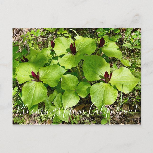 Postal Bloomings de California: Wakerobin gigante (Anverso)