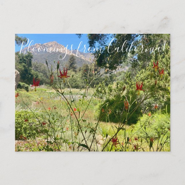 Postal Bloomings de California: Western Columbine Postc (Anverso)