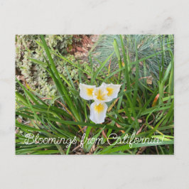 Postal Bloomings desde California: AprilSnow Douglas Iris