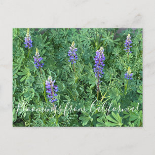 Postal Bloomings desde California: Arroyo Lupine