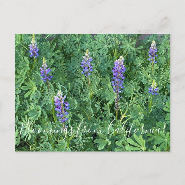 Postal Bloomings desde California: Arroyo Lupine (Anverso)