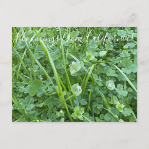 Postal Bloomings desde California: Belleza de primavera