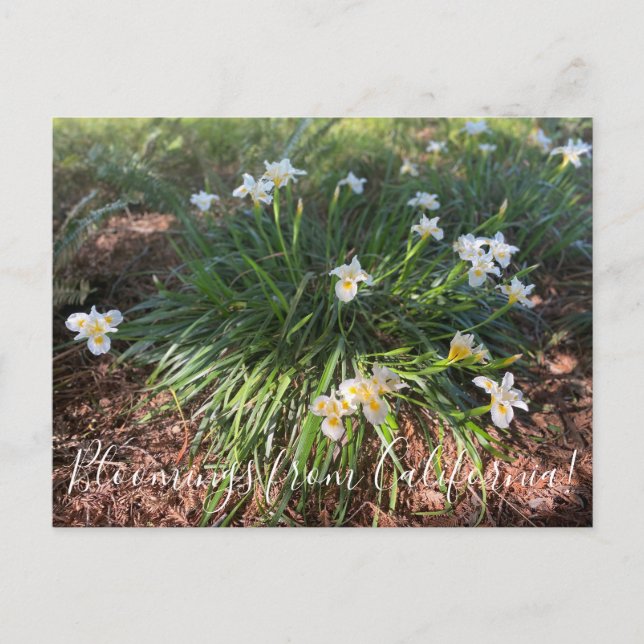 Postal Bloomings desde California: Cañón Nieva Iris Postc (Anverso)