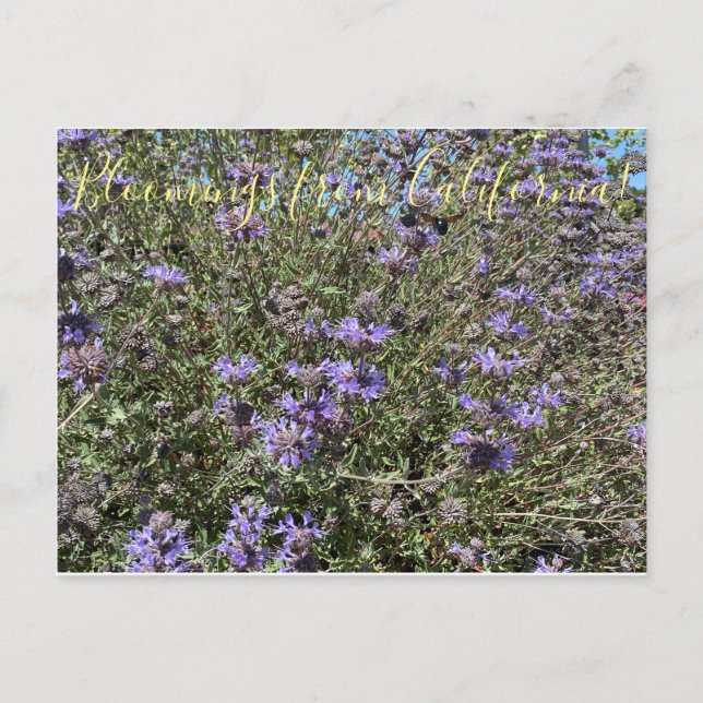 Postal Bloomings desde California: Cleveland Sage (Anverso)