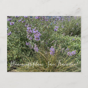 Postal Bloomings desde California: Cleveland Sage