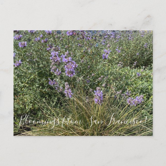 Postal Bloomings desde California: Cleveland Sage (Anverso)