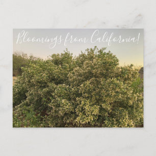 Postal Bloomings desde California: Coyote Bush