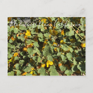 Postal Bloomings desde California: Flannel Bush