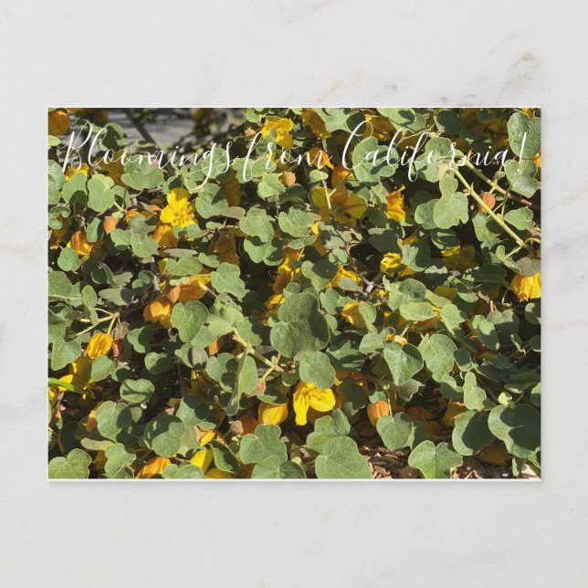 Postal Bloomings desde California: Flannel Bush (Anverso)