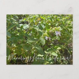 Postal Bloomings desde California: Fragrante salvia de pi