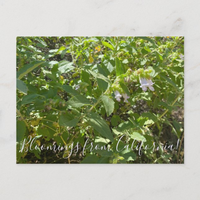 Postal Bloomings desde California: Fragrante salvia de pi (Anverso)