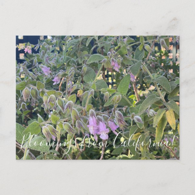 Postal Bloomings desde California: Fragrante salvia de pi (Anverso)