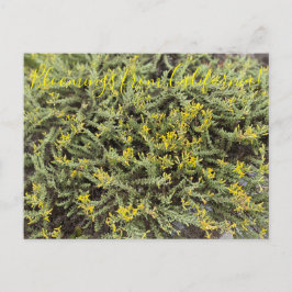 Postal Bloomings desde California: Goldenbush