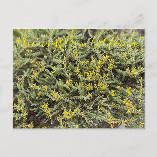 Postal Bloomings desde California: Goldenbush (Anverso)