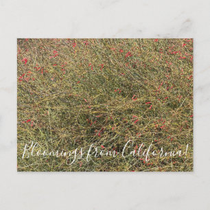 Postal Bloomings desde California: Gran Canon Snapdragon