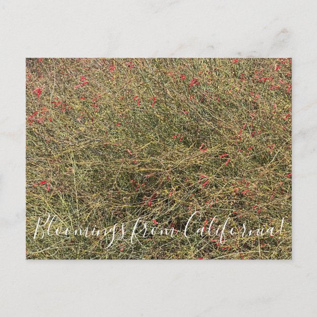 Postal Bloomings desde California: Gran Canon Snapdragon (Anverso)