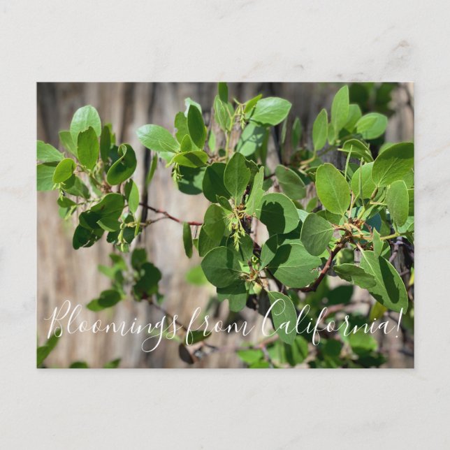 Postal Bloomings desde California: Greenleaf Manzanita (Anverso)