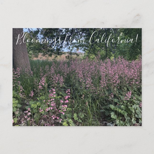 Postal Bloomings desde California: Heuchera 'Rosada' (Anverso)