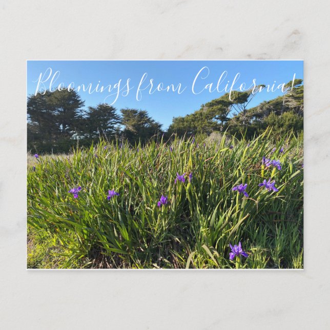 Postal Bloomings desde California: Irises de la costa del (Anverso)