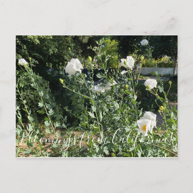 Postal Bloomings desde California: Matilija Poppy (Anverso)