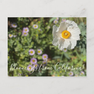 Postal Bloomings desde California: Matilija Poppy