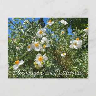 Postal Bloomings desde California: Matilija Poppy