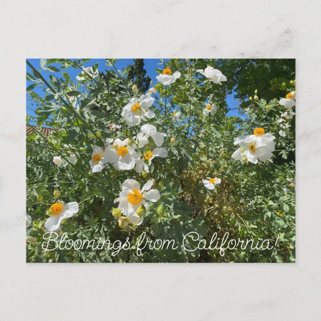 Postal Bloomings desde California: Matilija Poppy (Anverso)