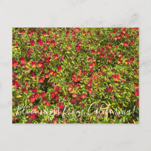 Postal Bloomings desde California: Monkeyflowers rojos