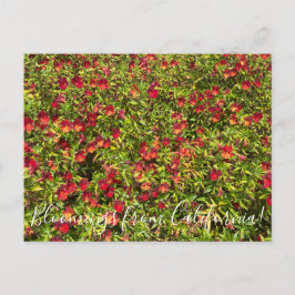 Postal Bloomings desde California: Monkeyflowers rojos