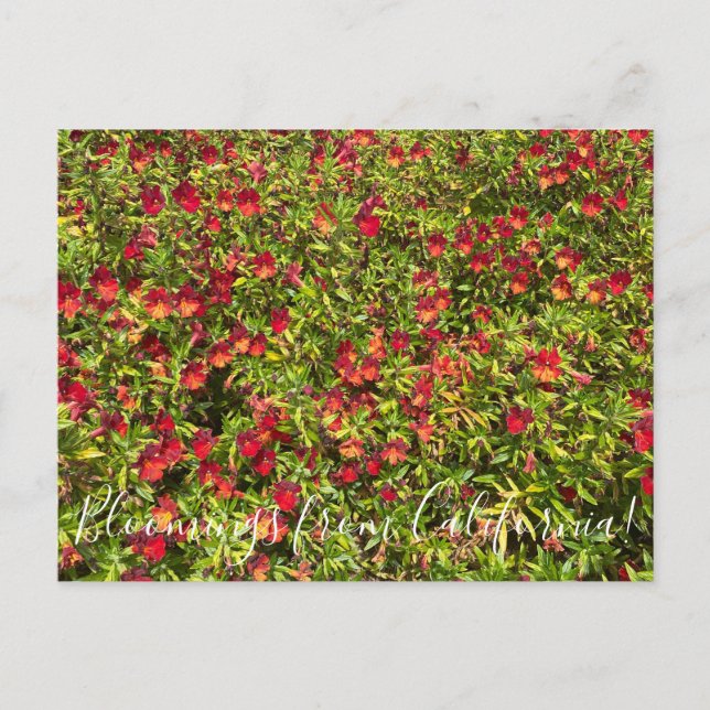 Postal Bloomings desde California: Monkeyflowers rojos (Anverso)