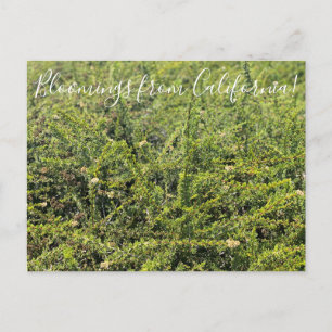 Postal Bloomings desde California: Nicolas Chamise Postca