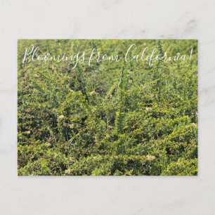 Postal Bloomings desde California: Nicolas Chamise Postca