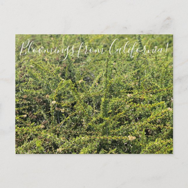 Postal Bloomings desde California: Nicolas Chamise Postca (Anverso)