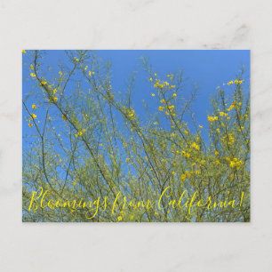 Postal Bloomings desde California: Palo Verde