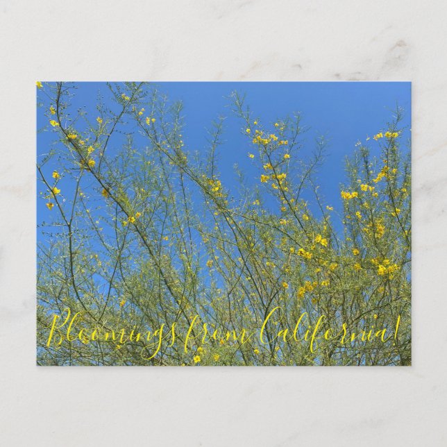 Postal Bloomings desde California: Palo Verde (Anverso)