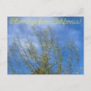 Postal Bloomings desde California: Palo Verde