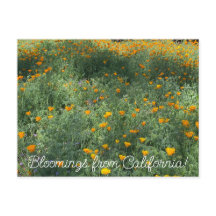 Bloomings desde California: Poppies de mayo
